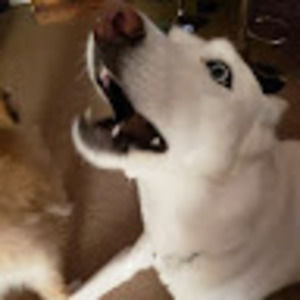 Meet your Posher, Ben